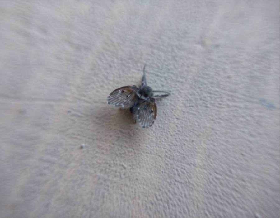 Close-up of a drain fly on a bathroom wall – tiny pests that signal possible plumbing or drainage issues